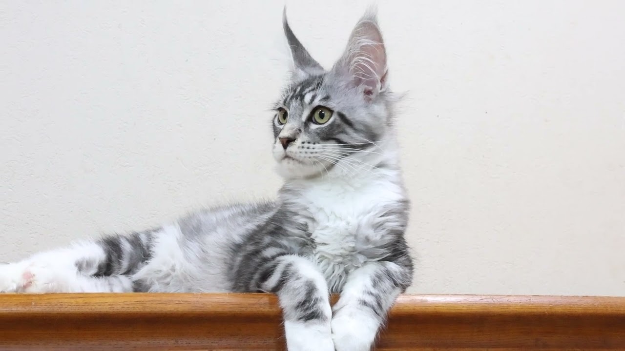 格好良いシルバーのメインクーン子猫ノエル君