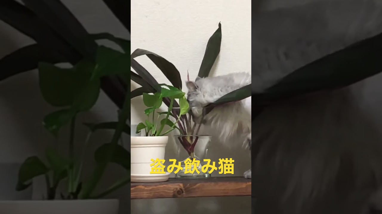 【猫品種ラガマフィン】鉢植えの水を盗み飲みする猫