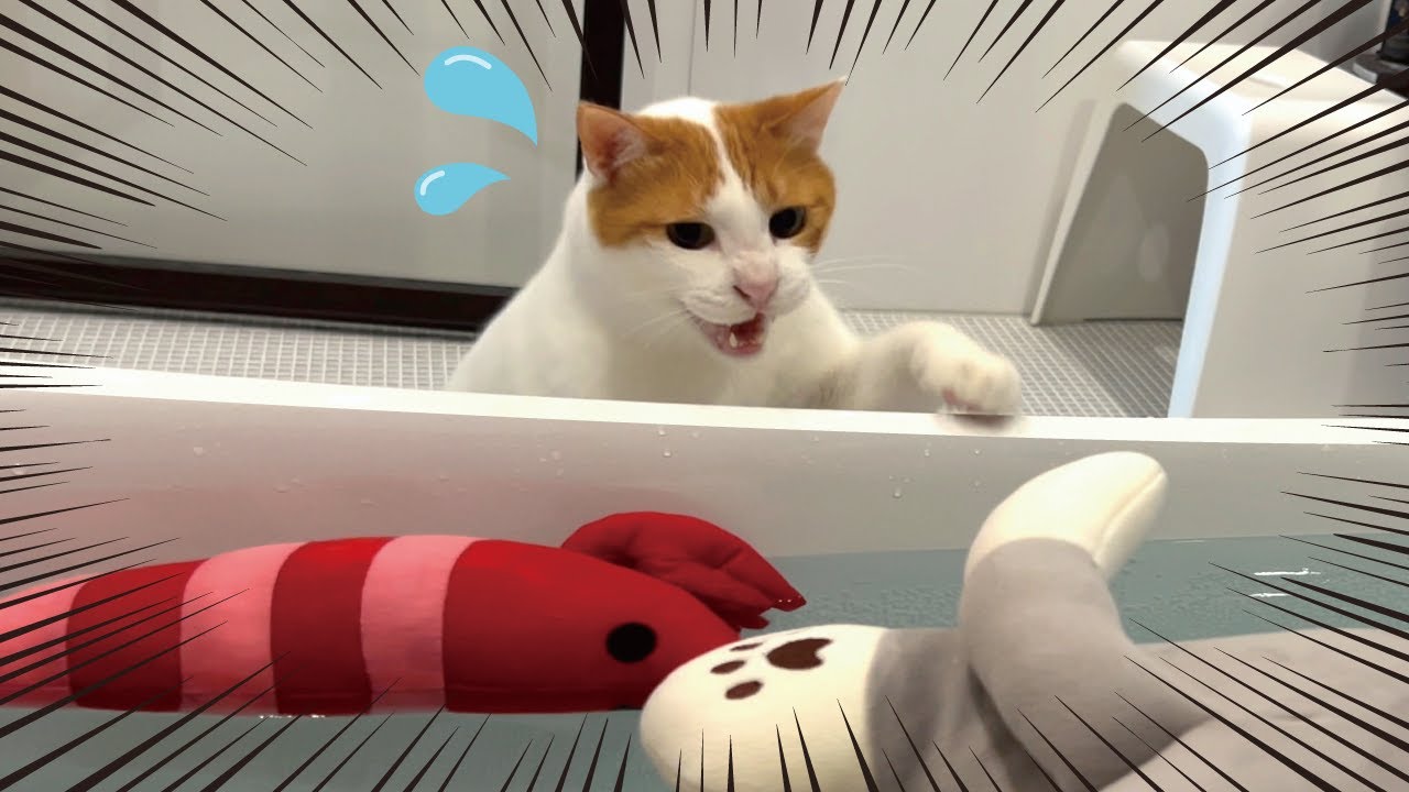 大好きなぬいぐるみを丸洗いされて大パニックをおこす猫【関西弁でしゃべる猫】