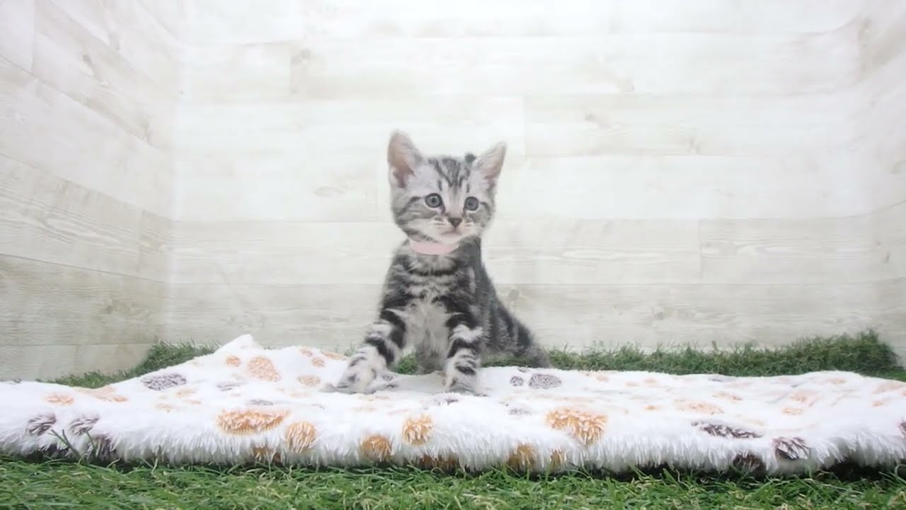 ペットショップcoo&riku No.00625489 アメリカンショートヘアー