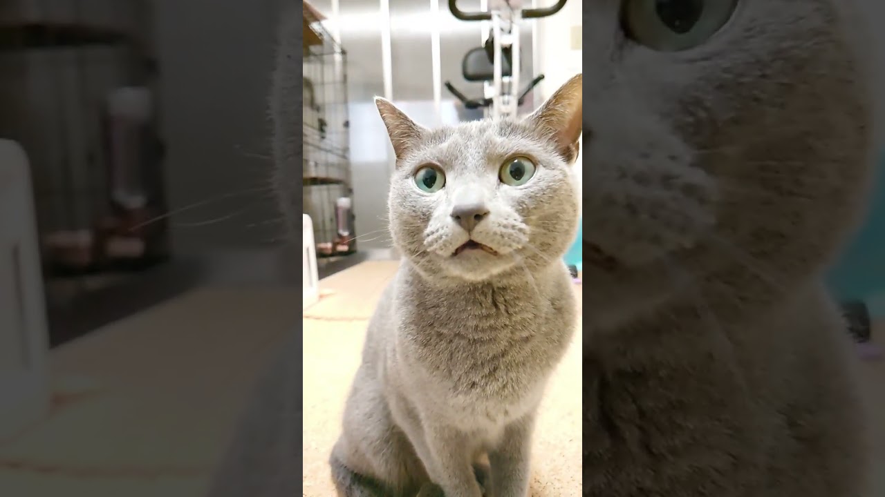 【猫動画】嫁に優しく抗議するロシアンブルー【russianbule】#shorts　Russian blue protesting gently to his wife