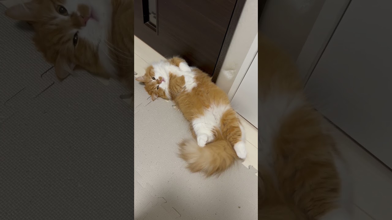 眠そうな猫 Sleeping cat #shorts #猫 #マンチカン #pet #cat #munchkin