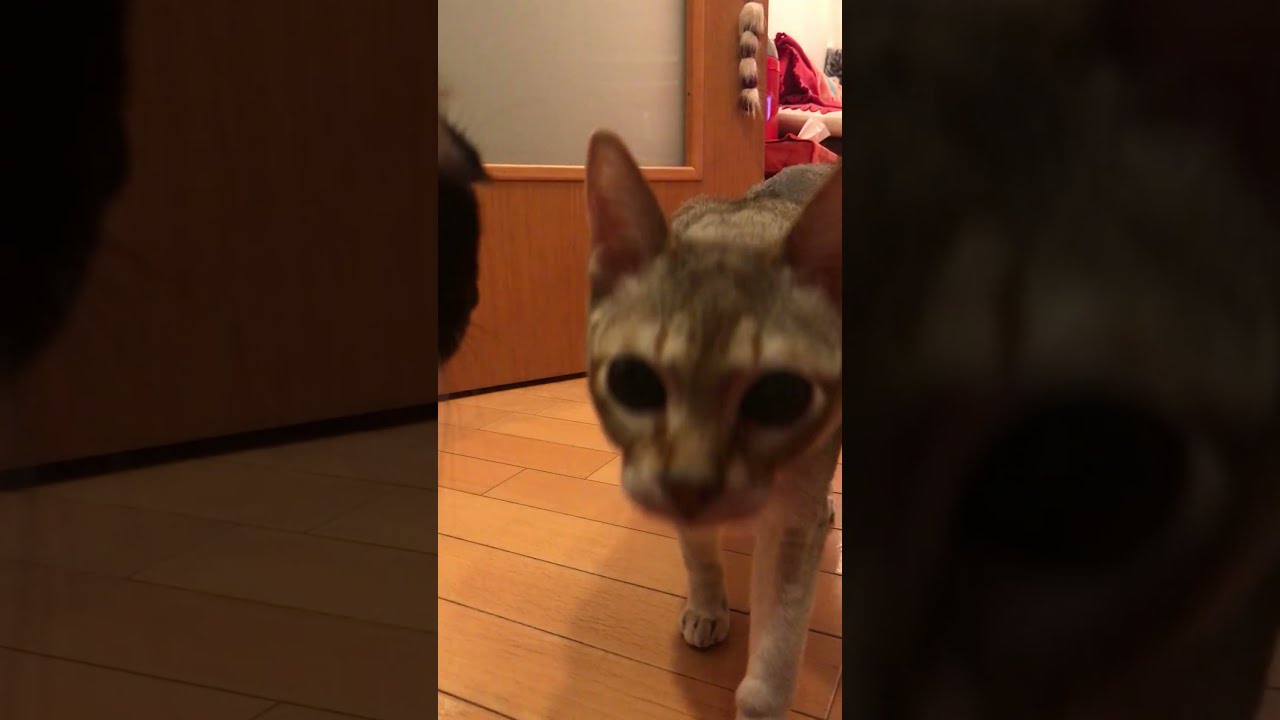 ごはん待ちをするたぬき猫とシンガプーラを観察してみたのにゃ♪