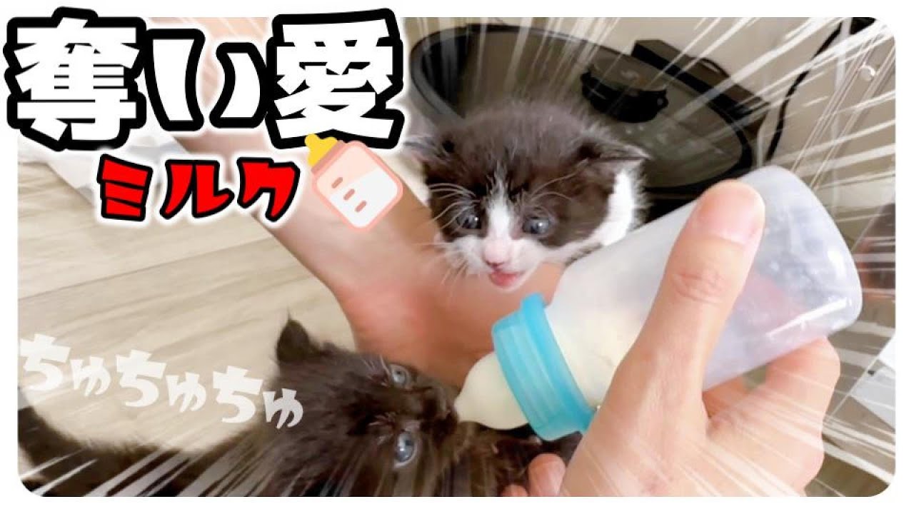 【子猫】ミルクを飲んだら冒険だぁー!【保護猫生活14日目】