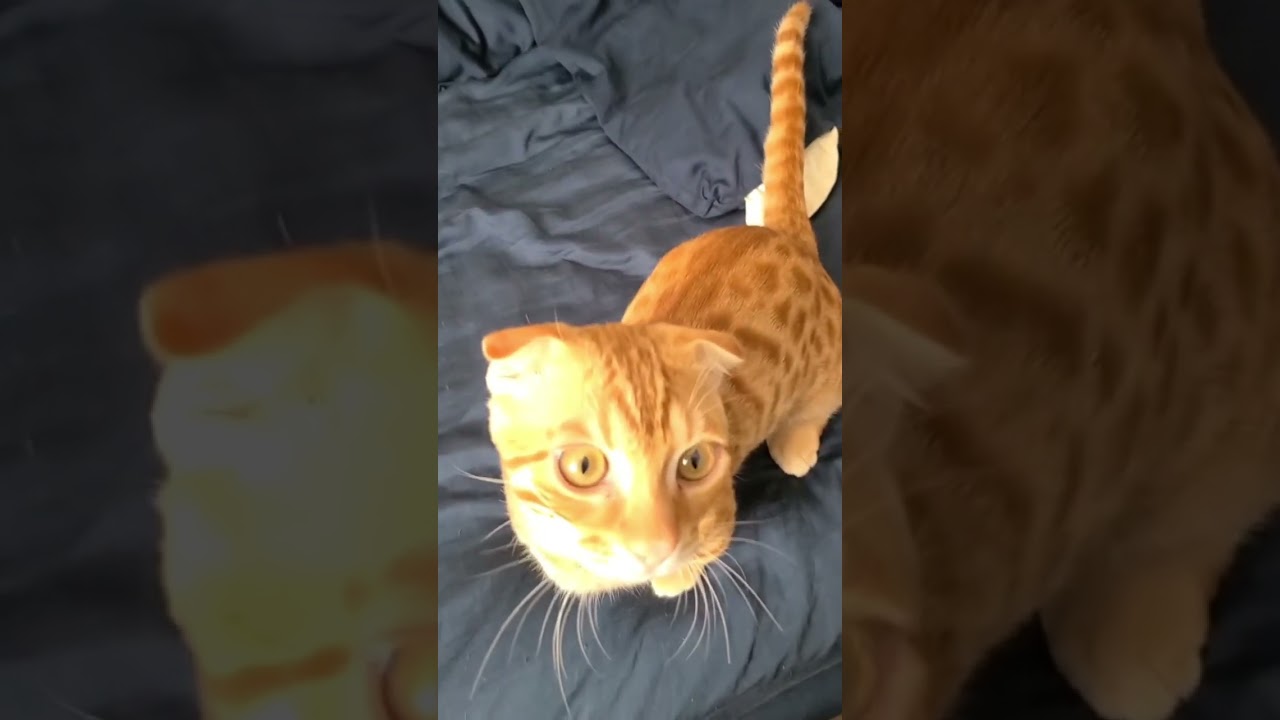 お腹につむじがあります🐈 #キンカロー #猫 #cat #子猫 #猫のいる暮らし #catlover #고양이 #catvideos #catlovers #catvideo