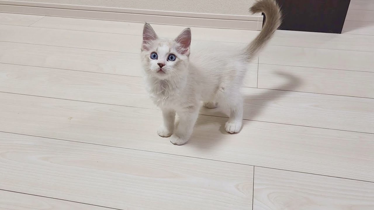 【ご報告】新しく家族をお迎えしました【ラグドールの子猫】