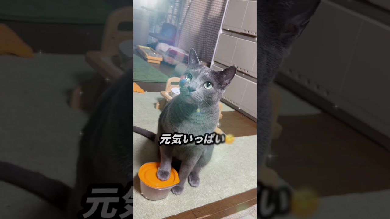 【ロシアンブルー】4月最終日、雨の朝です😌めろんは元気におねだり😊【猫】#shorts