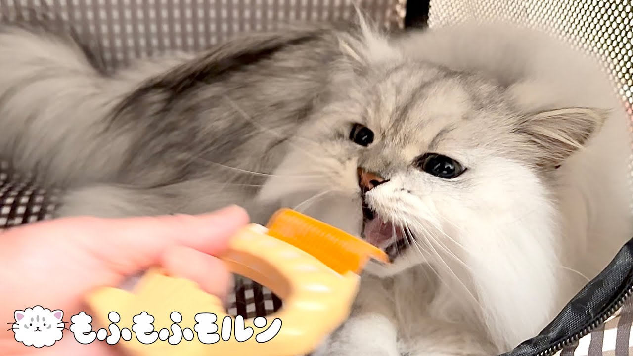ブラッシングと戦う猫をご覧ください 【サイベリアン】