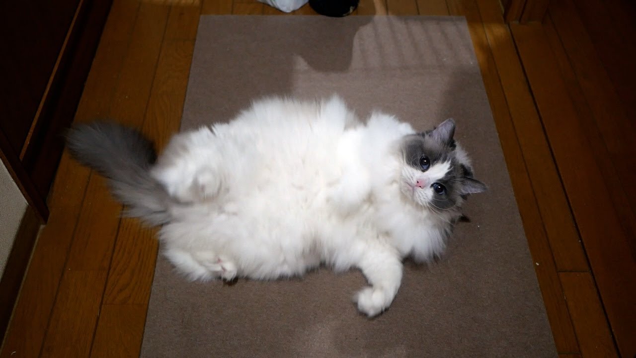 15時間ぶりに家に帰ったら、ラグドールが玄関で待ってた…😄