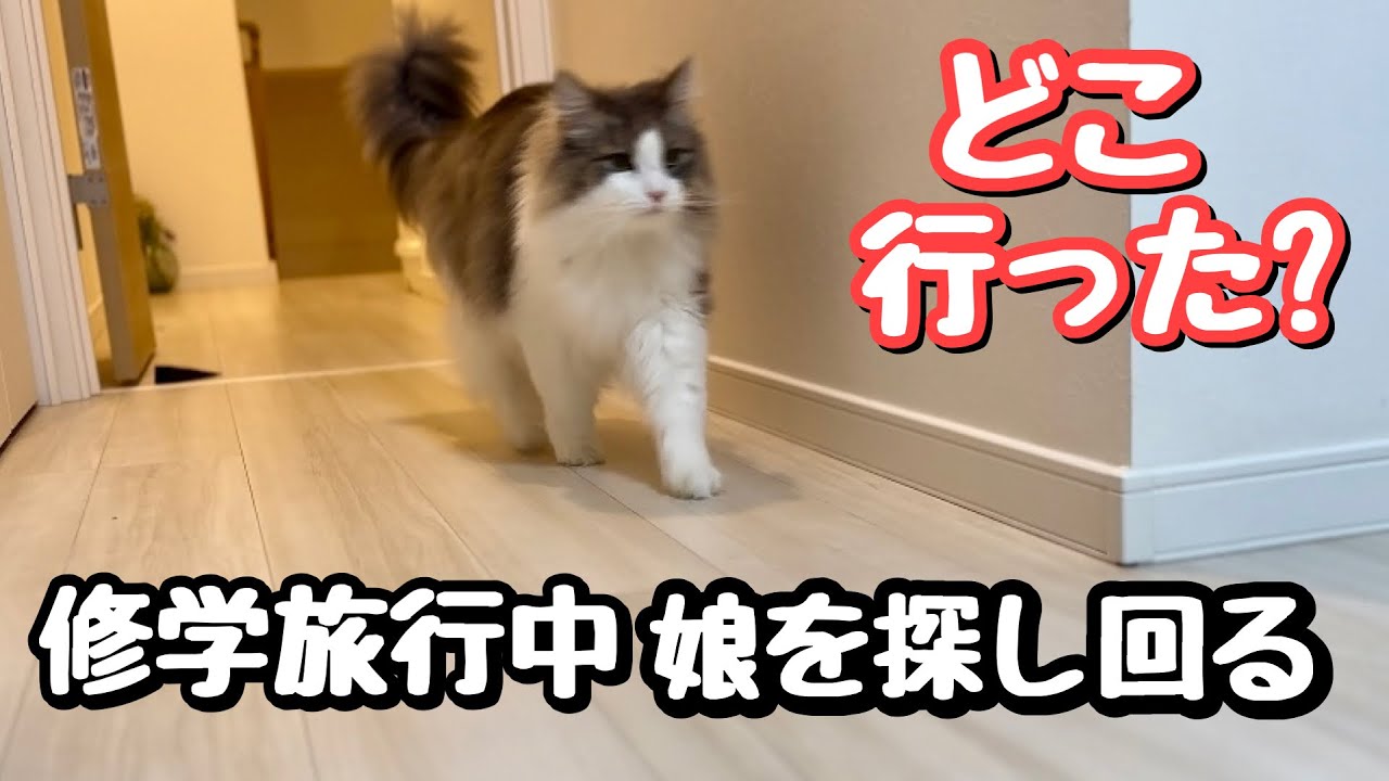 ノルウェージャンフォレスト兄弟と先住猫は留守中の娘部屋に住みついて帰りをずっと待ちました💦