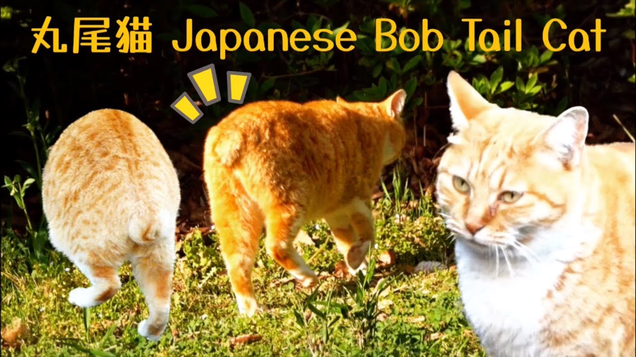 こんなシッポ見た事ない！丸尾の茶トラ猫 ジャパニーズボブテイル Japanese Bob Tail Cat. 尻尾の短い猫 短尻猫 丸尾猫 尻尾が短い猫 尻尾が丸い猫 可愛い 希少種 珍しい尻尾の猫