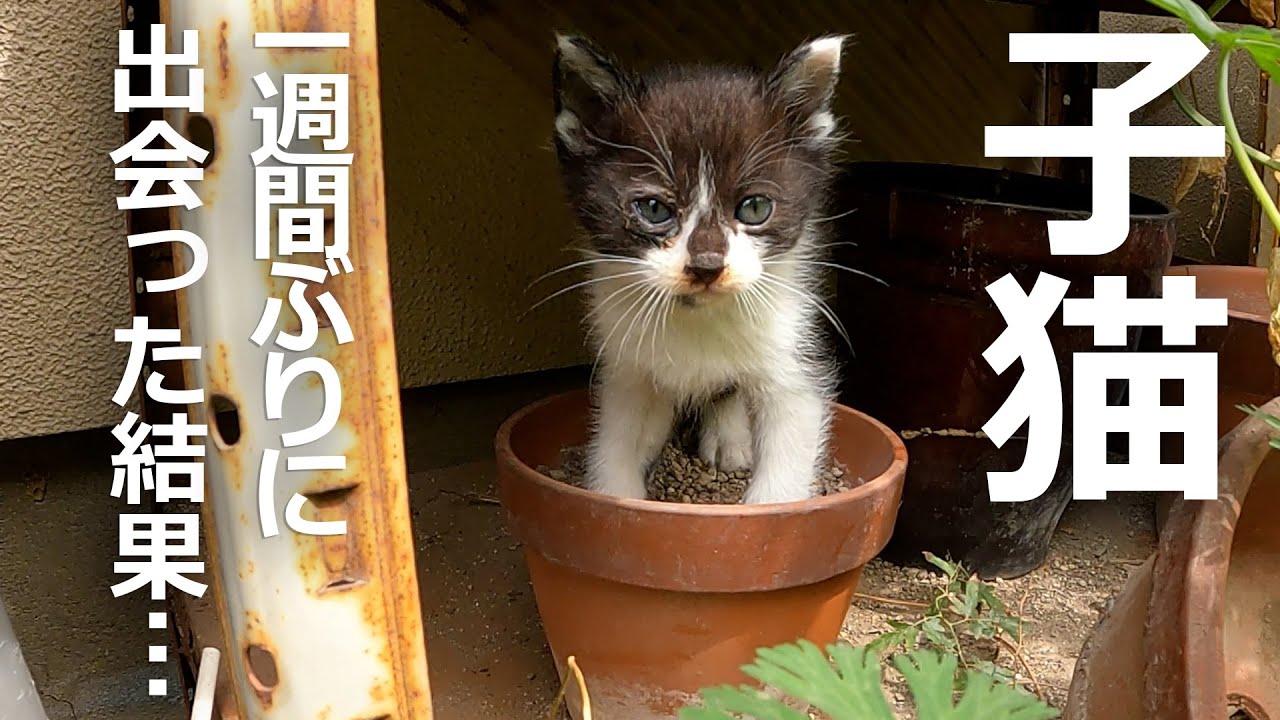 1週間ぶりの子猫たちに出会った結果…