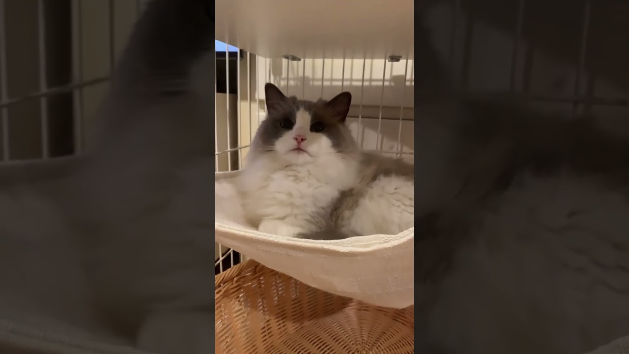 ハンモック満喫なラグドール にゃんもっく ragdoll かわいい猫 猫動画 猫癒し動画 猫カフェ気分 手作りハンモック もふもふ @minamin.ch.2022