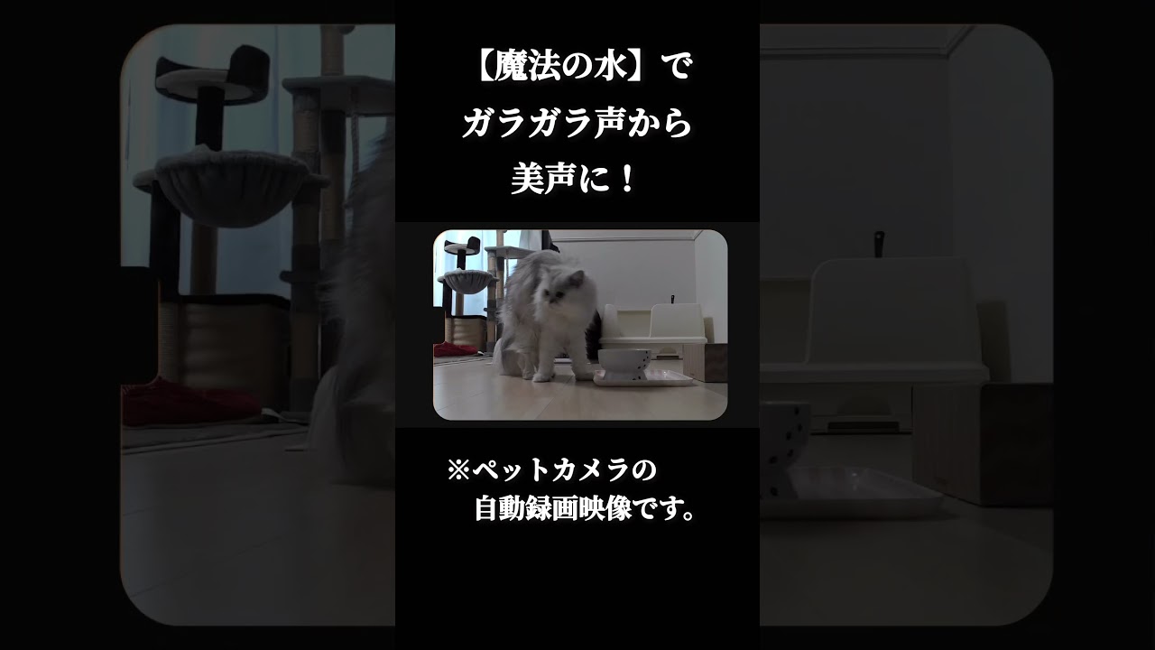 ペルシャ女子の美声になる魔法の水 #shorts #ペルシャ #猫動画