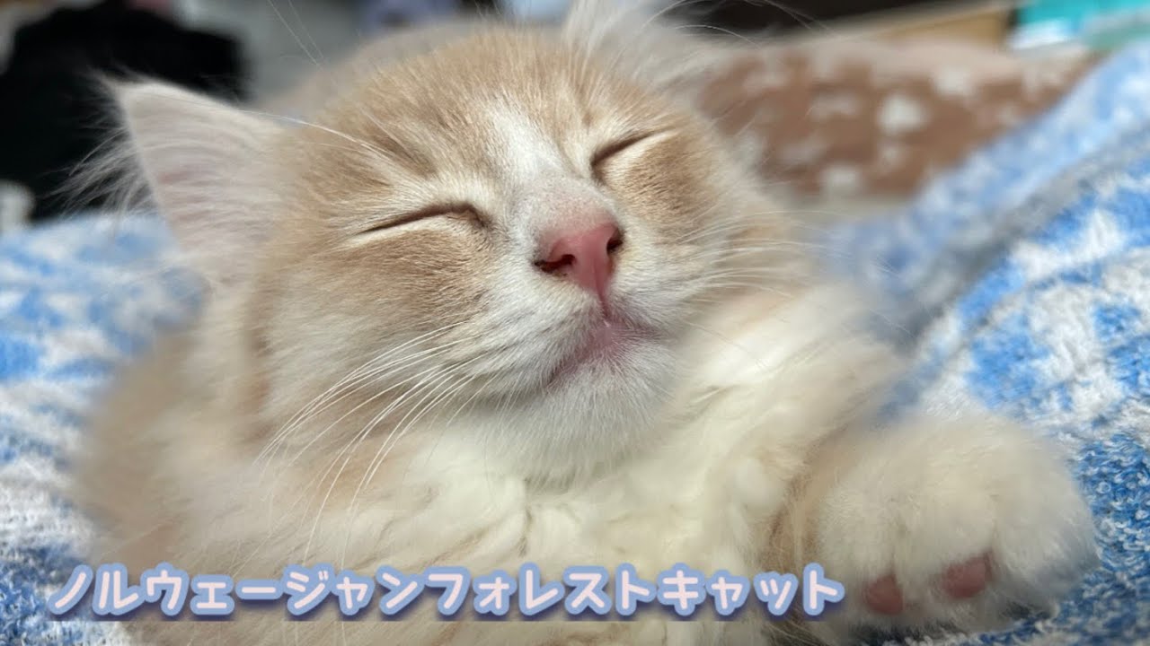 ノルウェージャン子猫と一緒にいたら寝ちゃった…