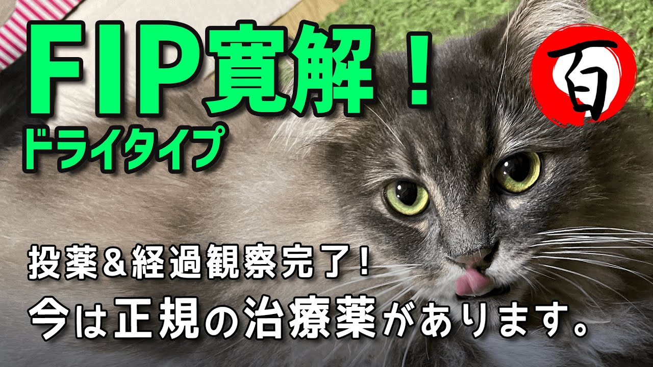 FIP寛解しました！経過観察13週間【サイベリアン1歳8ヶ月半】今は正規の治療薬があります「GS441524」