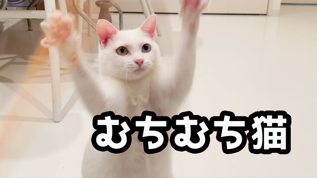 【ダイエット猫】むちむちしてきたので減量します。笑