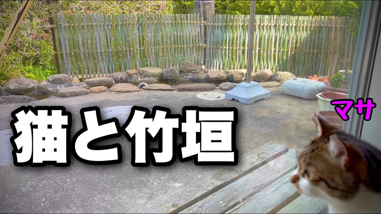 【大津垣 DIY】道路から家の中や洗濯物が丸見え！猫に見られながら池の周りに竹垣を作ったら、日本庭園のようになりました。