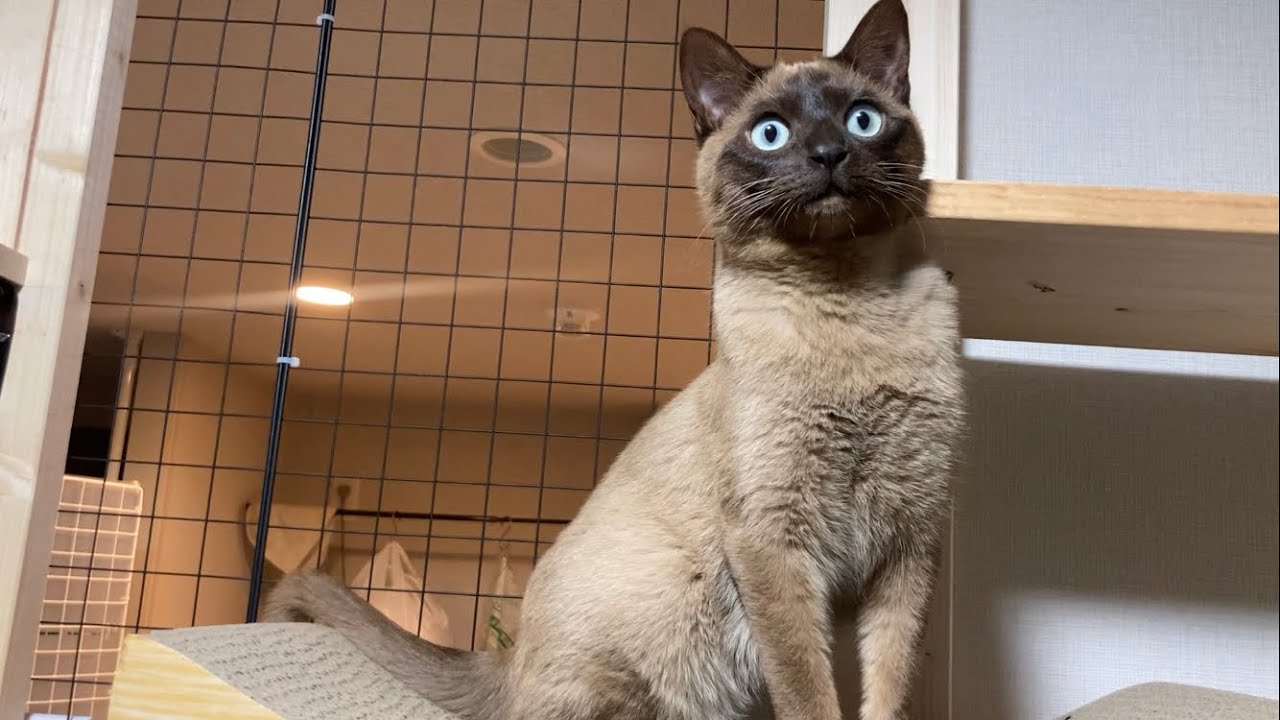 トンキニーズ 【2023/03/12】