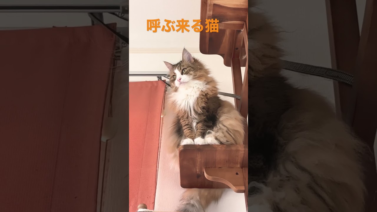 呼ぶと来るアイネ #cat #ノルウェージャンフォレストキャット #cats #猫 #かわいい #猫動画 #shortsvideo #猫との暮らし #大型猫 #かわいい猫 #shorts