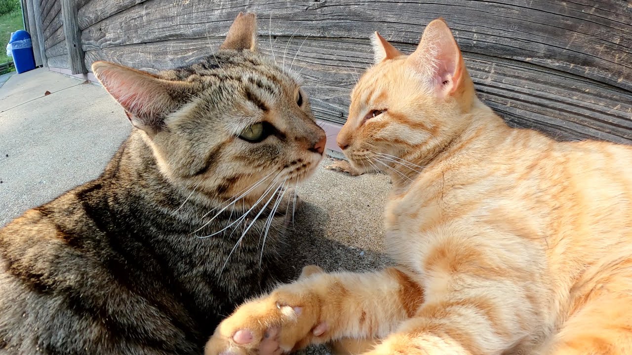 仲良しのベンガル猫と茶トラ猫がピタリとくっついてお昼寝する
