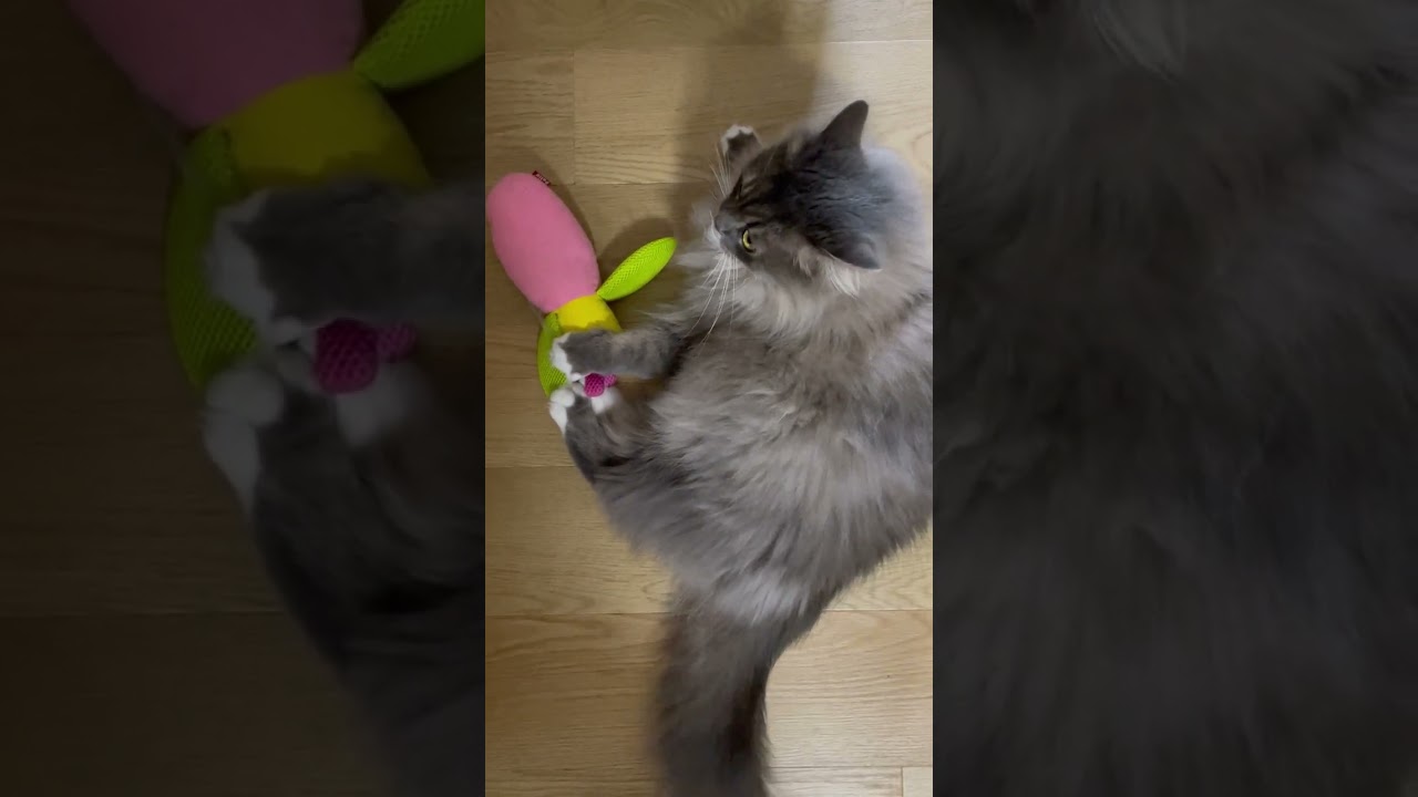 猫とけりぐるみ【サイベリアン1歳10ヶ月】 #siberian