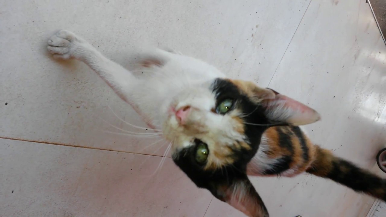 The cat Cymric is a sociable and affectionate cat