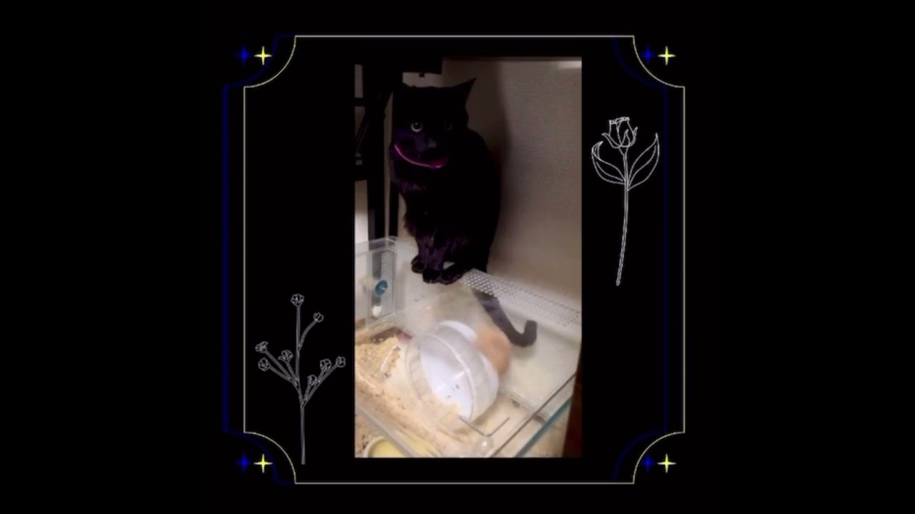 先輩ハムスター（キンクマ）と後輩猫（ボンベイ）