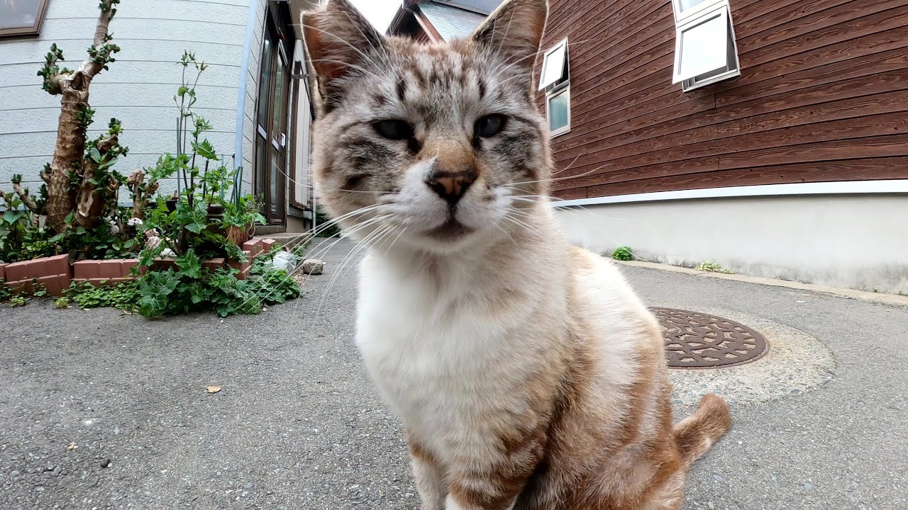 猫島の路地裏で出会ったアメショー柄のシャム猫ちゃん