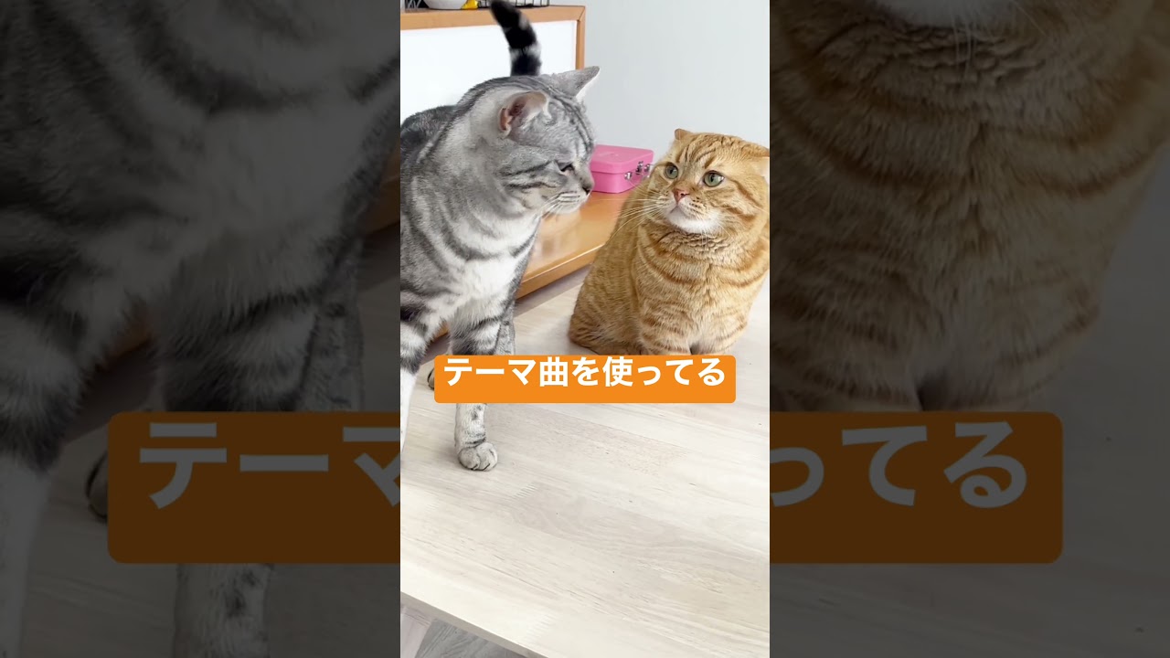 マンチカンのパンチが当たるかどうかはもはや論じても仕方ない。 #shorts