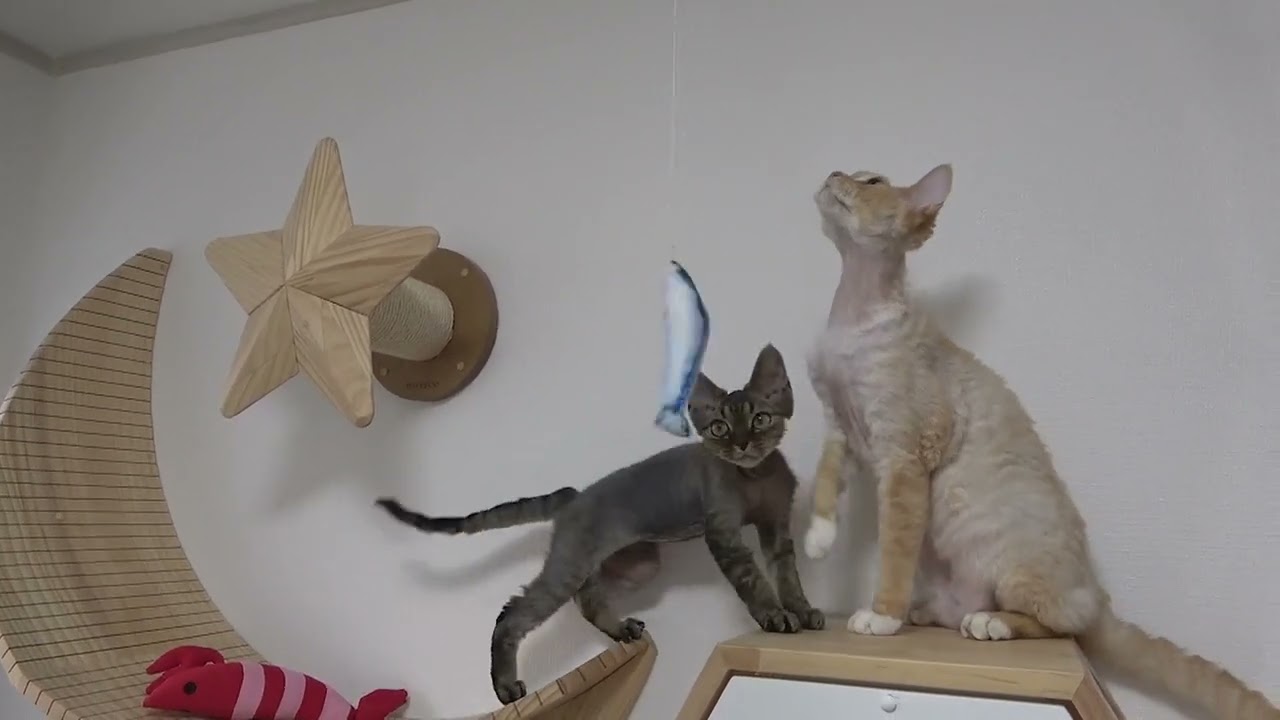 おもちゃに釣られた🎣デボンレックス兄弟です。(Devon Rex brothers fished by a toy)