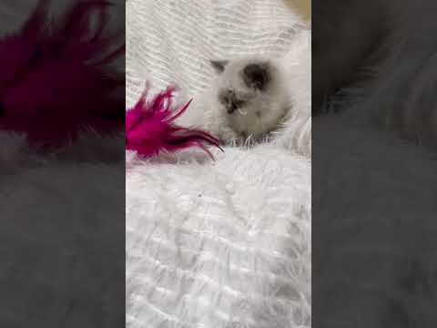 ヒマラヤン ブルーポイントの男の子♪