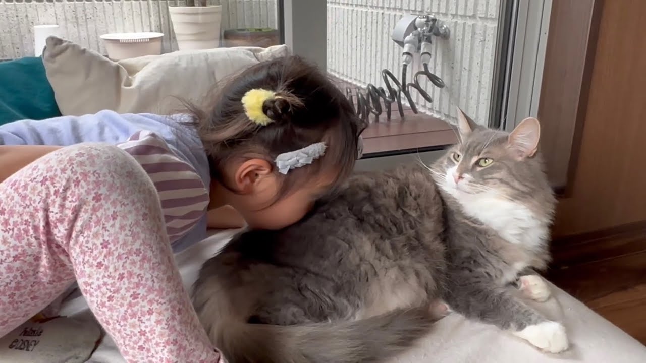 手の届かない場所にいたのに寝る時は密着する猫　ノルウェージャンフォレストキャットA cat that sticks to you when you sleep.