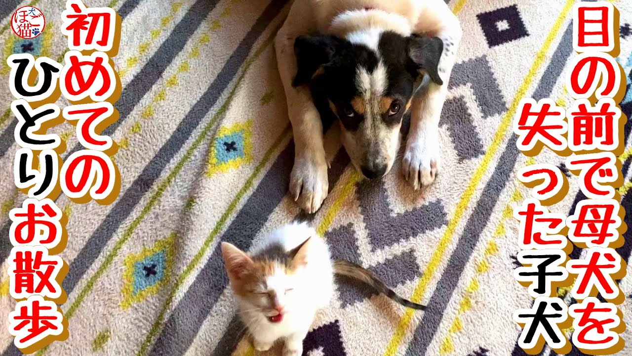 【子猫　保護犬　保護猫】ボロボロで保護された子犬　初めてひとりでお散歩に行きました
