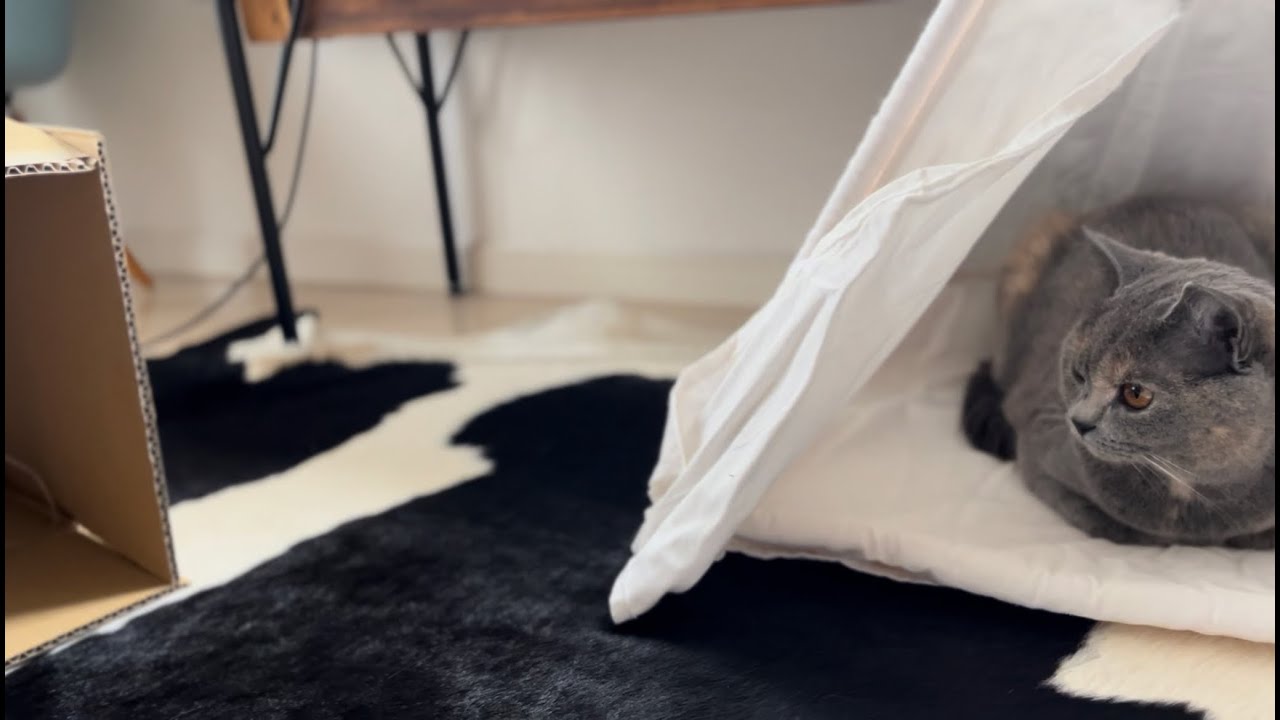 あれも気になるし、これも気になるちゃん