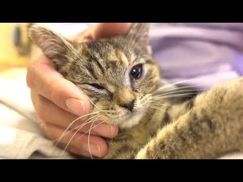 すごく性格の良いアメリカンショートヘアーのかわいい子猫！5 very cute American Shorthair kitten with a good personality!