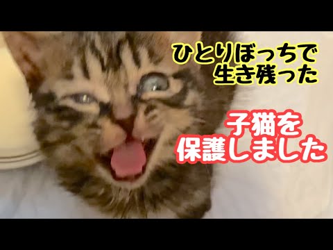 山の中の公園でひとりぼっちだった子猫を保護しました！