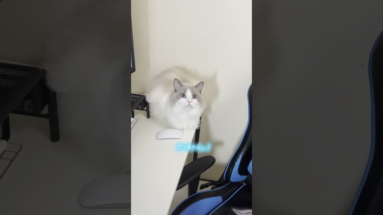 鳴きながら猛ダッシュしていく猫【ラグドール】【かわいい】#shorts