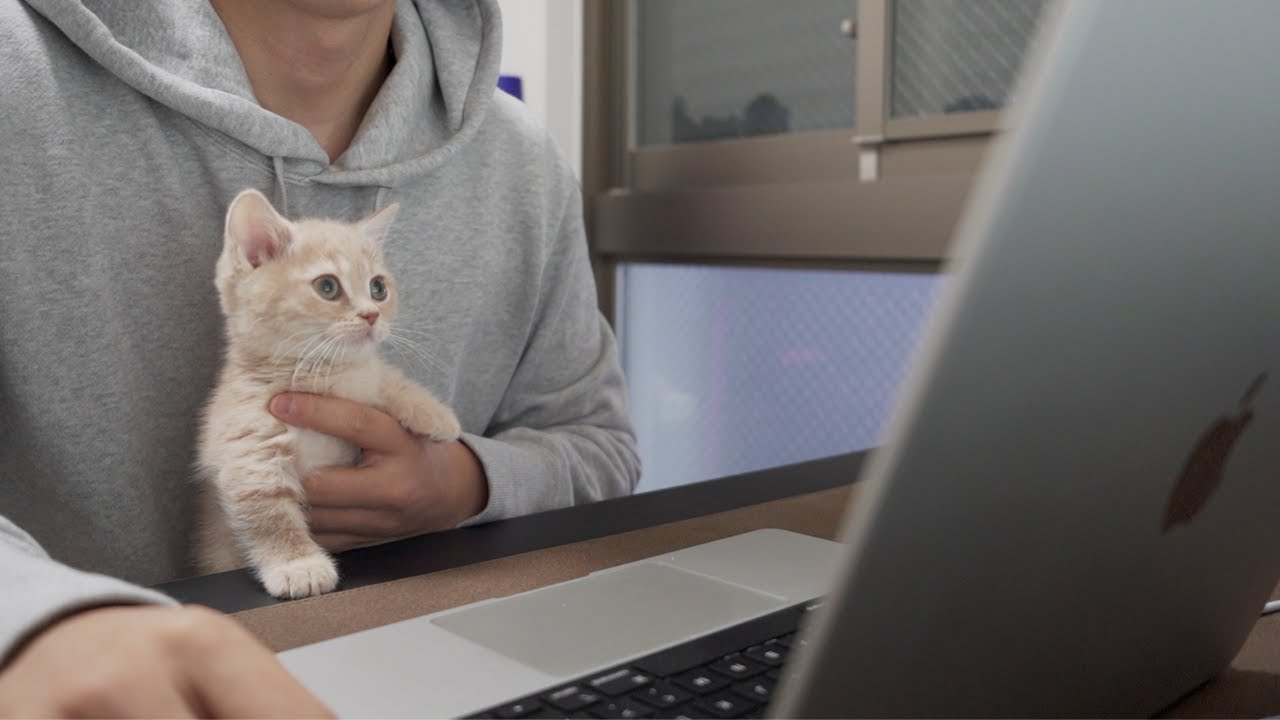 【在宅勤務】会社の朝礼に子猫も参加させてみたら驚きの結果になったwwww