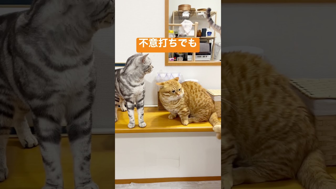 マンチカンのパンチは不意打ちでも当たらない #shorts