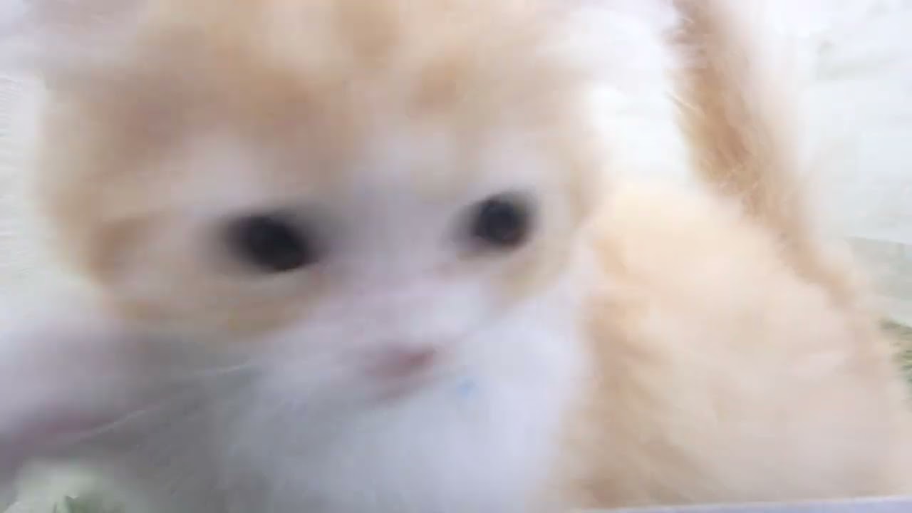 Coo&RIKU　No00629359 ラガマフィン