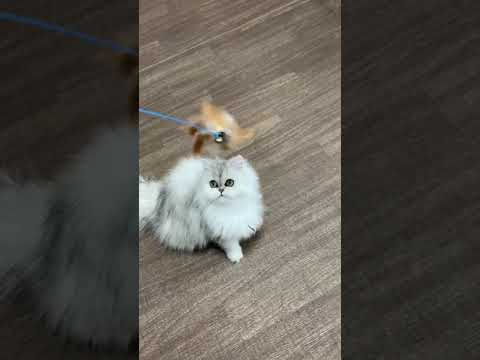 ペルシャ（チンチラ） もふもふペルシャ