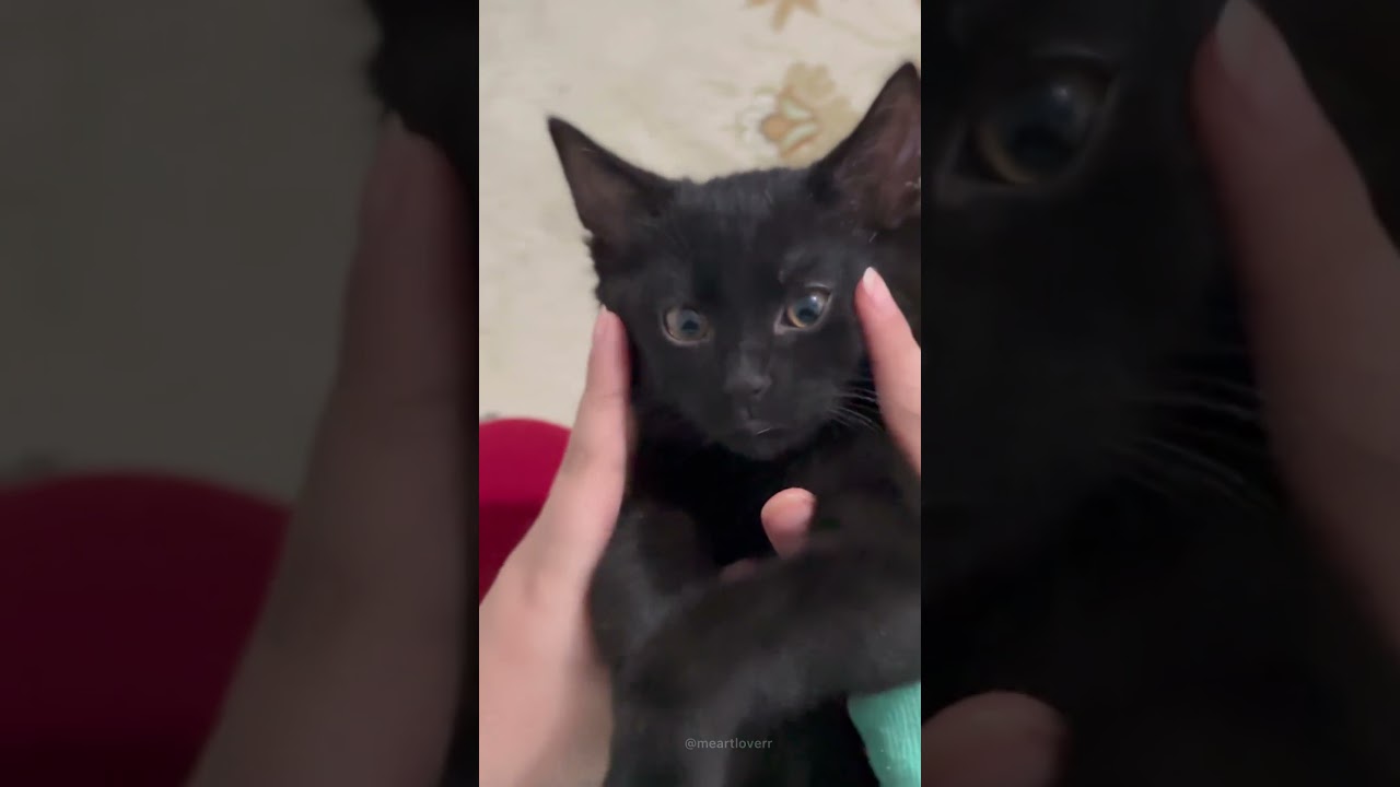 The little cat turned 70 days old|Kitten is so cute| cute kitten|