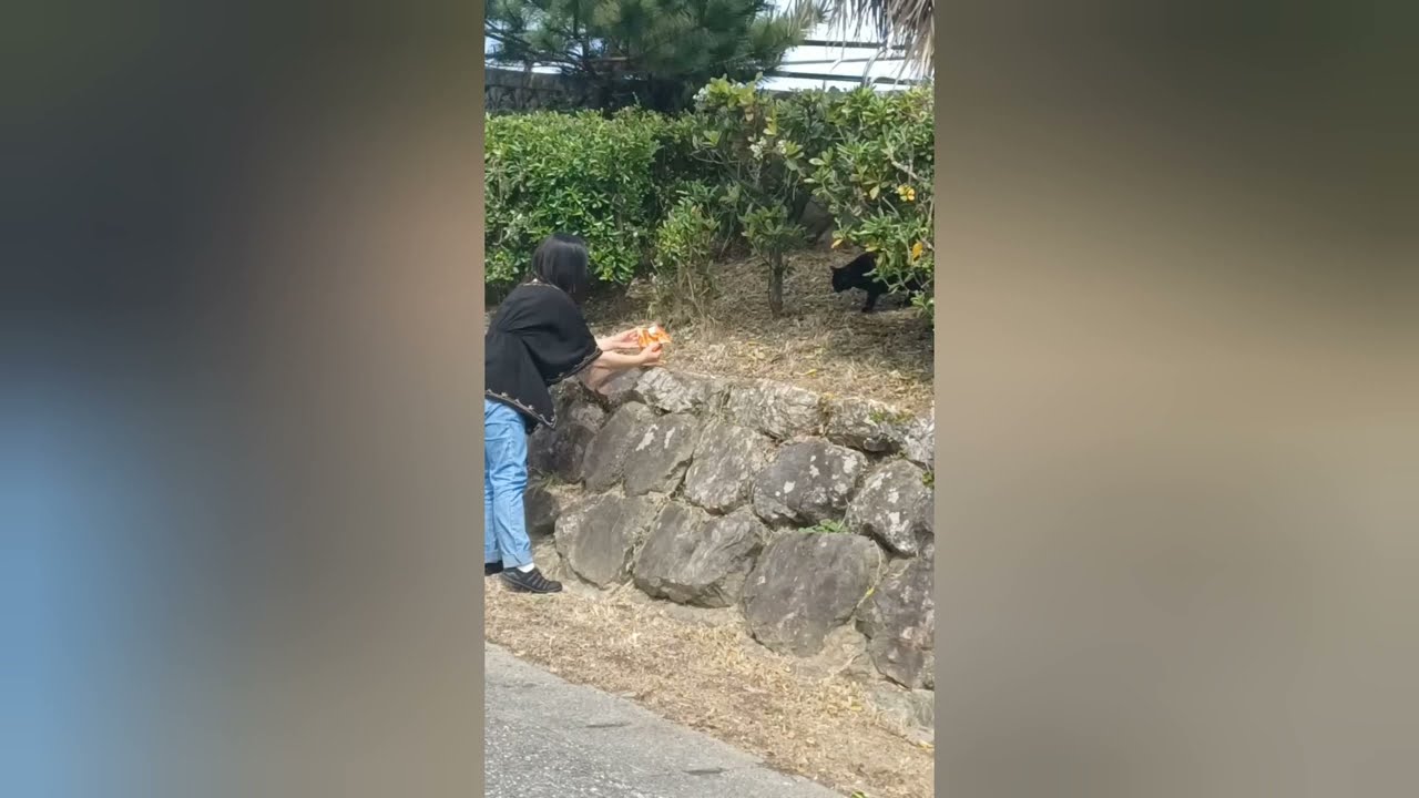 Feeding cute street cats in kochi Shi,Japan #日本 #猫 #地域猫 #ねこ動画 #かわいい猫 #viral #india #japan #cats