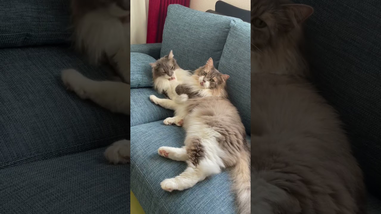本日のモフモフたち【ノルウェージャンフォレストキャット姉弟】日常のじゃれあい　Norwegian forest cats