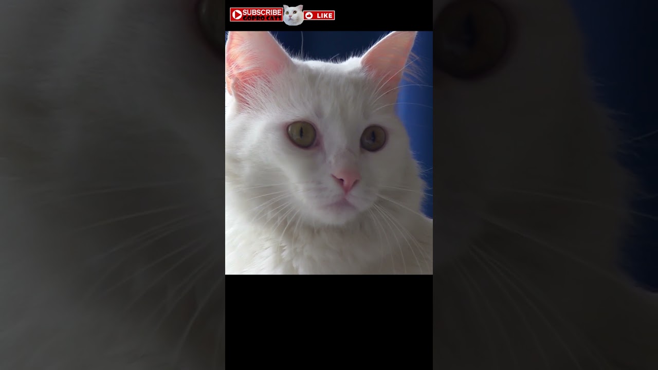 My cat has beautiful eyes
