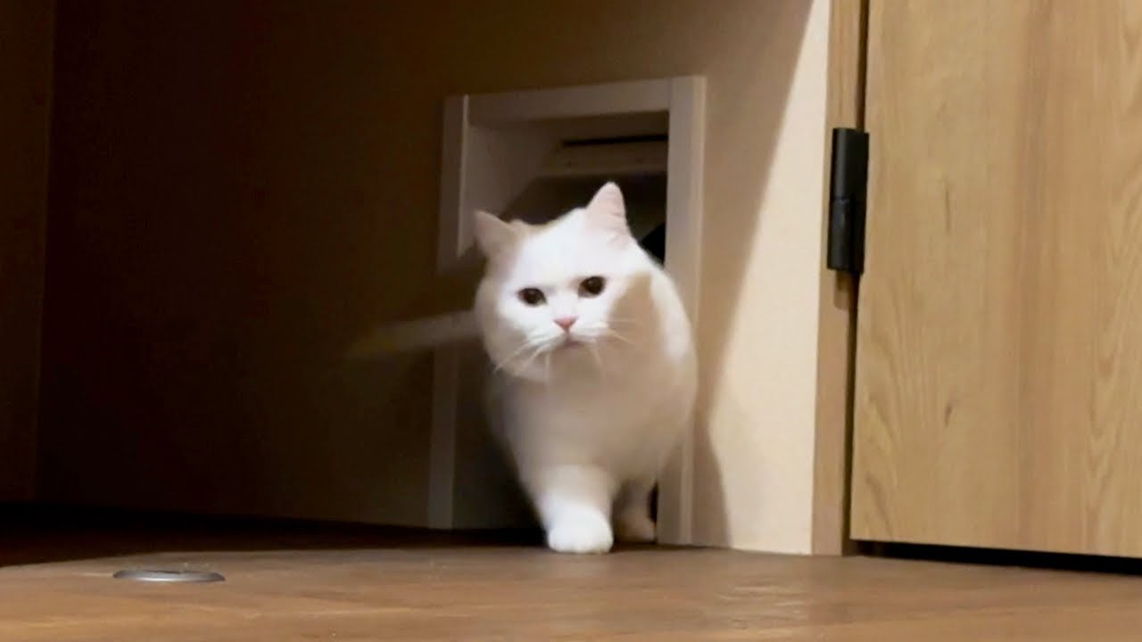 「飼い主がどこにもいない！」と猫が大騒ぎしながら探しに来た…！