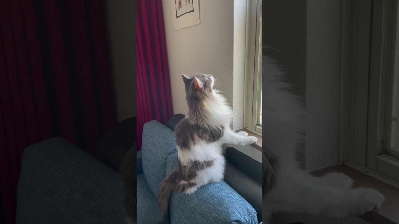 お上品に座るぬこ。【ノルウェージャンフォレストキャット】