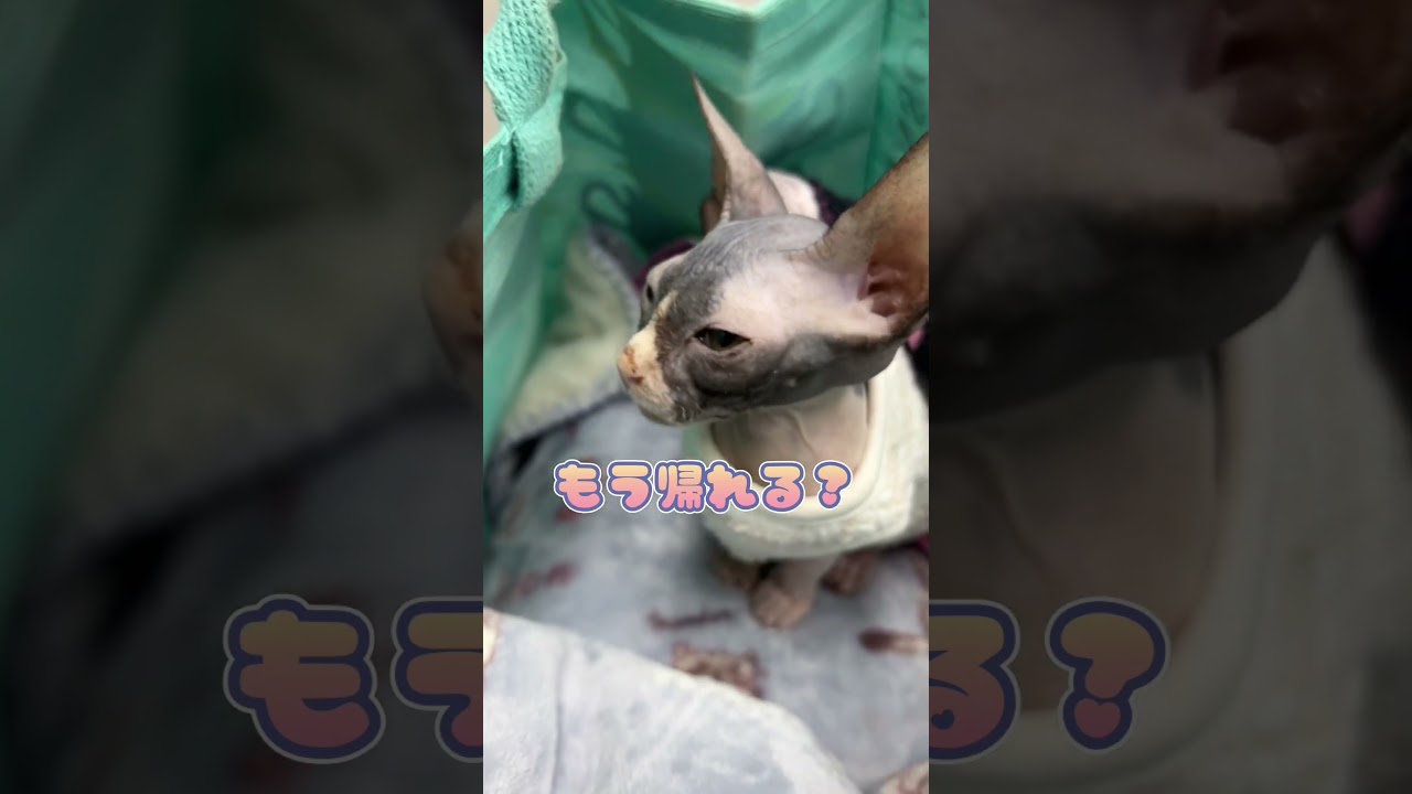 病院に連れてこられて不満なスフィンクス