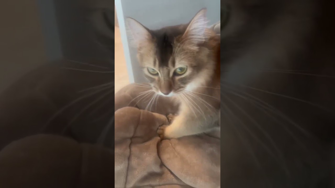 甘えん坊猫のふみふみ&ごろごろ #ソマリ #癒し猫 #しっぽ吸い